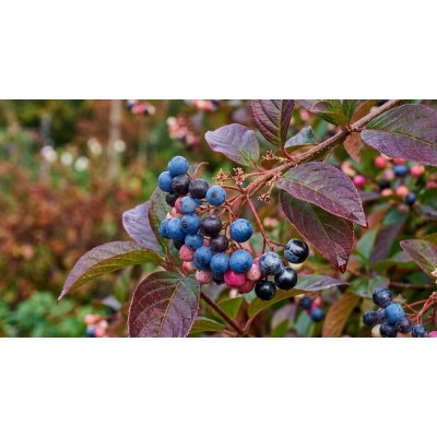 Siloheisi 'Pink Beauty' (Viburnum nudum 'Pink Beauty') Siloheisi 'Pink Beauty' (Viburnum nudum 'Pink Beauty')